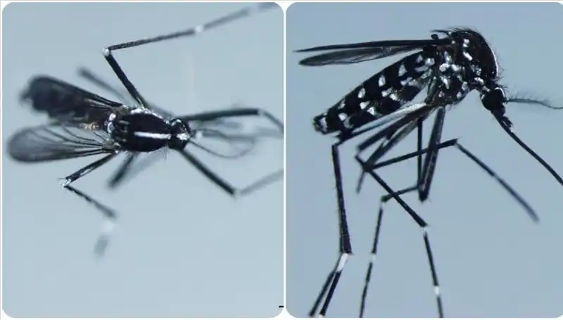 Chikungunya Virüsü: Risk Altındaki Ülkeler ve Belirtileri Neler?