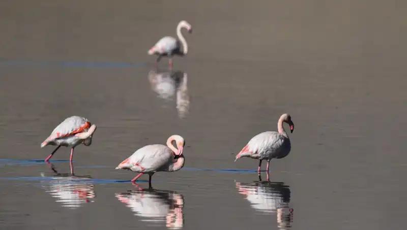 Kuş Cenneti: Flamingo Sayısı Kuraklık Nedeniyle Tehlikede