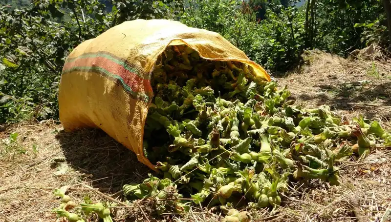 Giresun'da Fındık Hasadı Başladı: Üreticilerin Yüzleri Gülüyor!