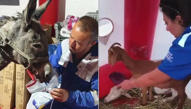 Yangın Sonrası Eşeğe Uygulanan Oksijen Maskesi Hayvanseverleri Sevindirdi