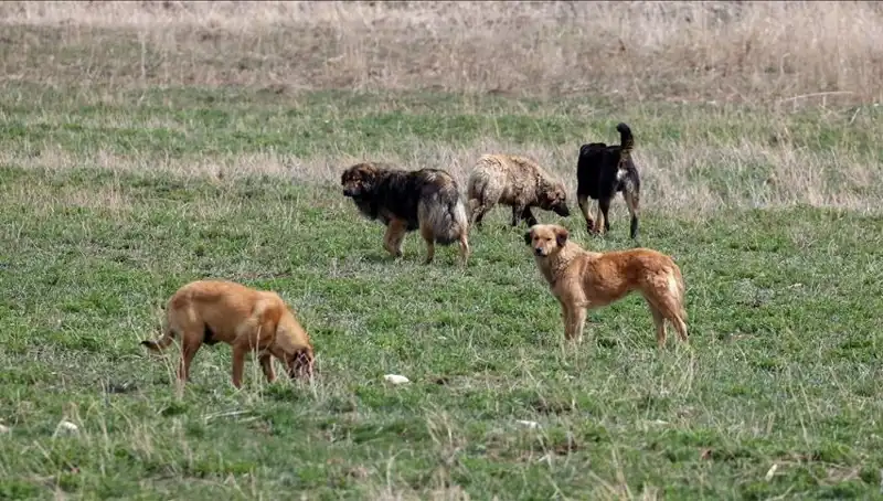 Ankara'da Sahipsiz Köpekler İçin Son Şans: Cezalar Yolda!