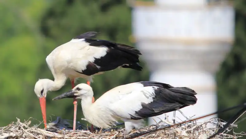 Leylek Köyü: Yaren Leyleği Kıskandıracak Bir Cennette 8 Kat Fazla Yuva Var!
