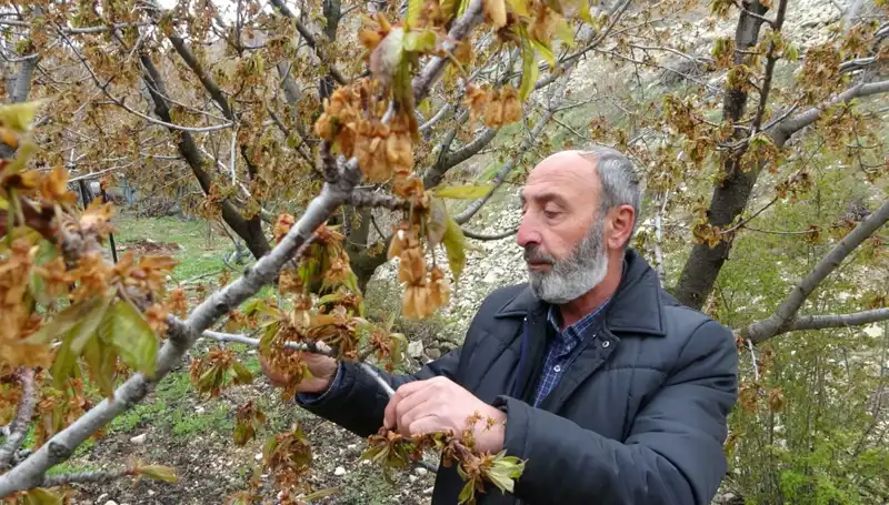 Kiraz Üreticilerine Zirai Don Darbesi: Albastı Kirazı Tehlikede!