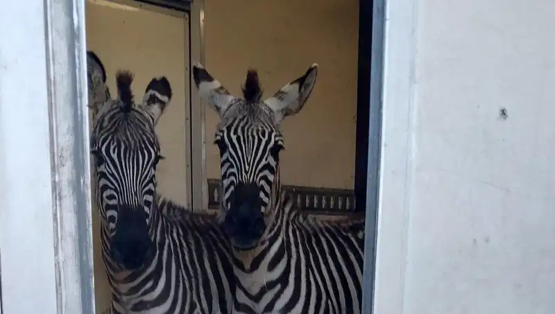 Sınırda Şaşırtan Yakalama: Minibüsten 2 Zebra, 6 Maymun, Antilop ve Kuğu Çıktı!