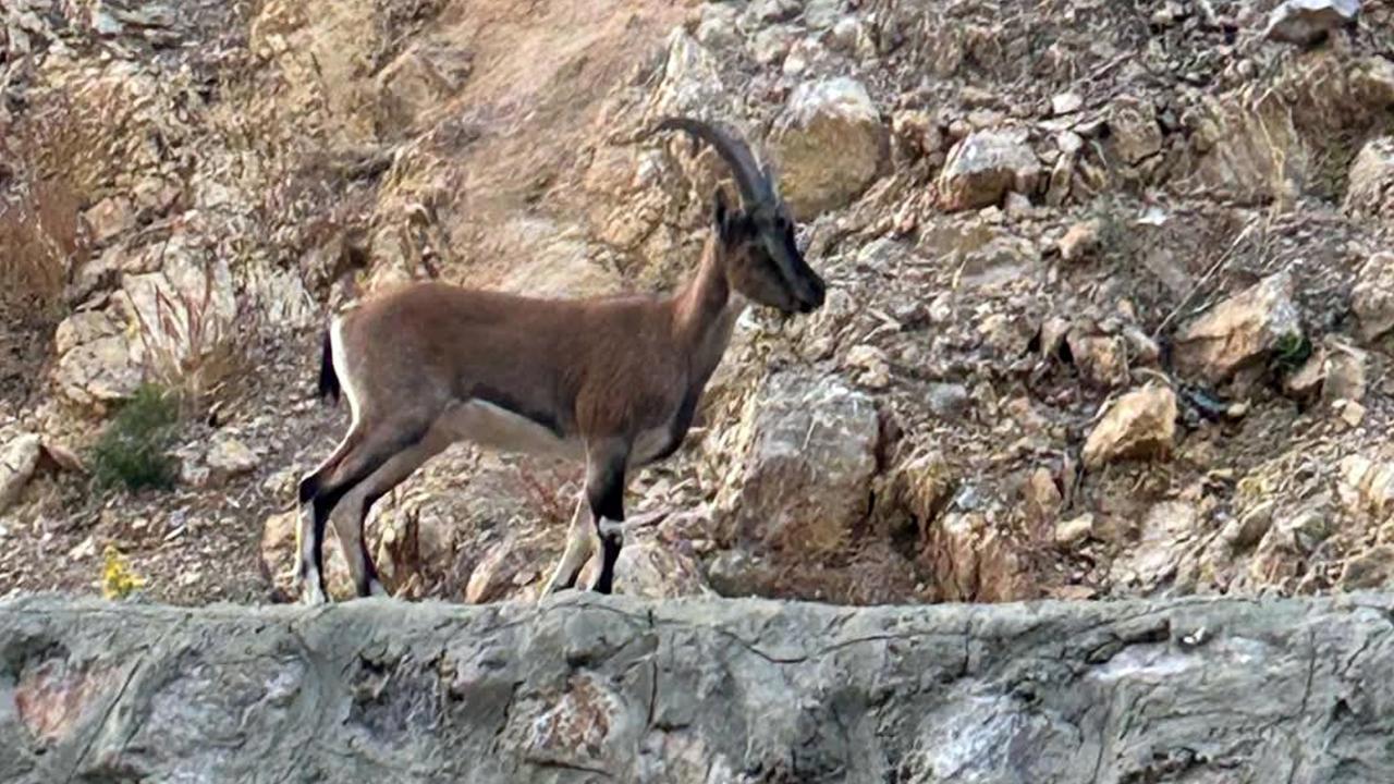 Yaban Keçisi Avlayana 661 Bin TL Ceza