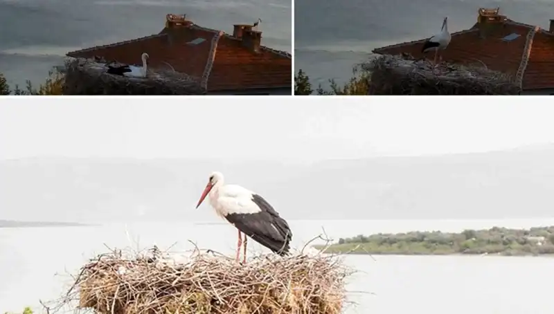 Yaren Leylek Depreminin İşaretlerini Önceden Hissedip Kaçtı!