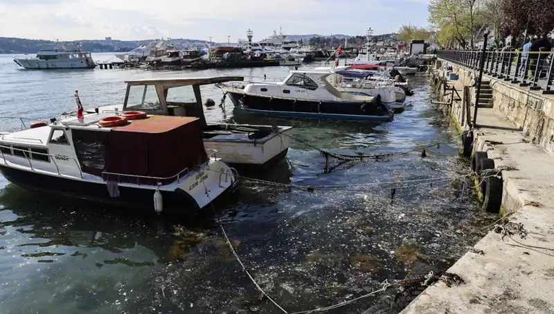 İstanbul'da Müsilaj Krizi Yeniden Kapıda: Ne Yapmalıyız?