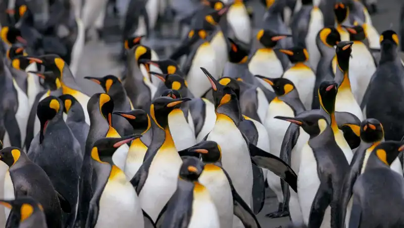 Gümrük Vergisi Şoku: Penguenlerden İstihbarat Adalarına Kadar Trump’ın Yeni Planları