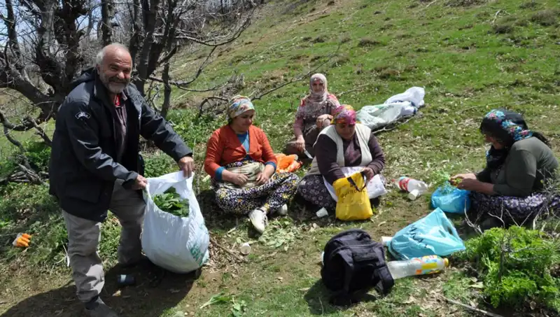Zorlu Yolculukla Yükselen Değer: 250 Lira Kilosu ile Yüzlerce Aileyi Geçindiriyor
