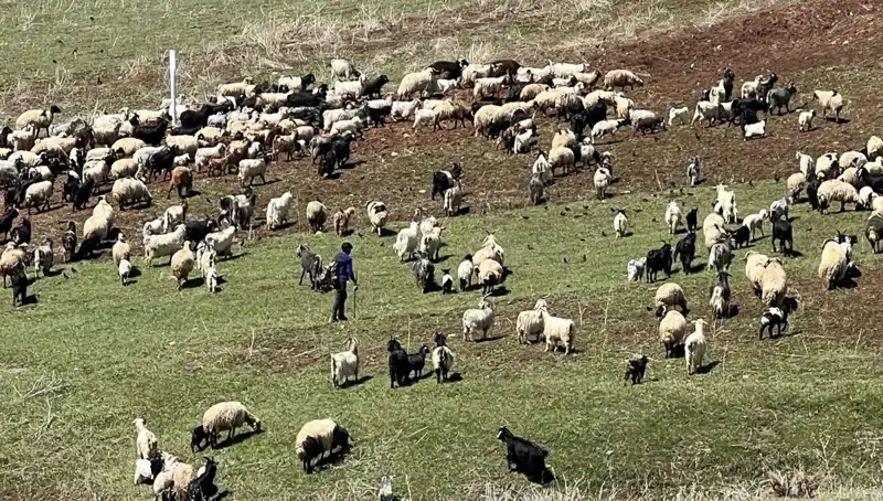 Çoban Krizi Derinleşiyor: 70 Bin Lira Maaşı Reddedenler Var mı?