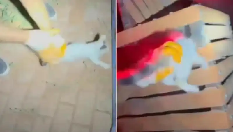 Gece Yarısı İtfaiye Kurtarma: Kediyi Alevlerden Kurtardılar