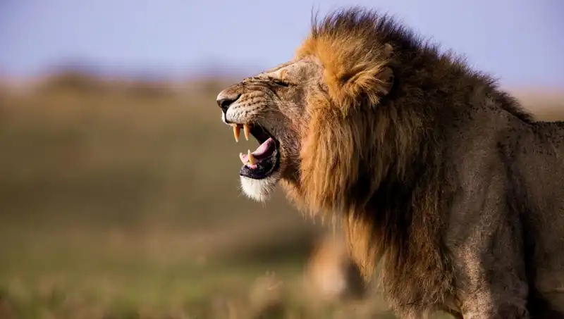 14 Yaşındaki Kız, Aslan Saldırısında Hayatını Kaybetti