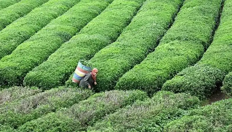 Bayramda ÇAYKUR'dan Süpriz: Yaş Çay Alımı Devam Ediyor!