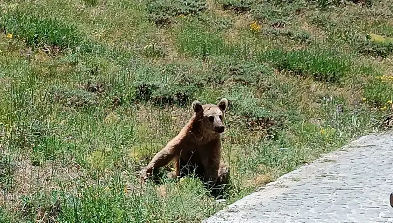 Nemrut'lu Ziyaretçilere Boza İçmeden Gitmeyin İkazı: Şok Edici Nedenler