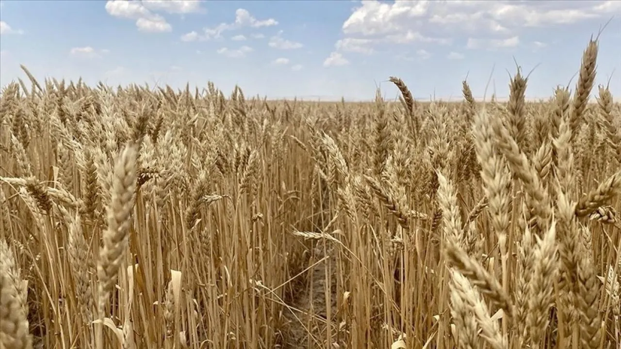 Çin’in Hububat Üretimi İlk Kez 700 Milyon Tonu Aştı