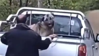 Trabzon'da Köpeğine Acımasızca Davranan Gözaltına Alındı!