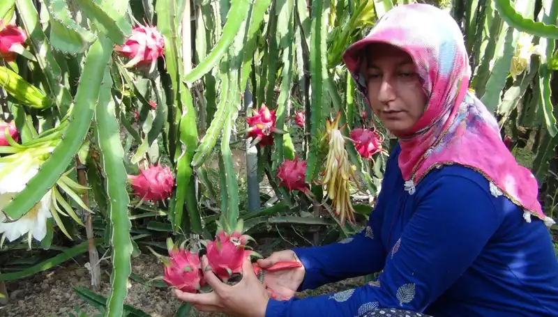 Emeklilik Hayalini Pitaya Üretimi İle Gerçekleştiren Girişimci