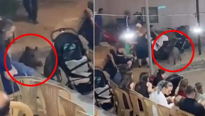 Düğün Törenine Yaban Domuzu Karması: Paniğe Neden Olan Olay