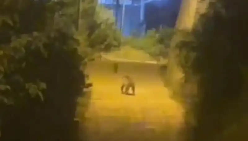 Gümüşhane Şehir Merkezine Ayı İndi: Vatandaşlar Tamamen Şaşkın!