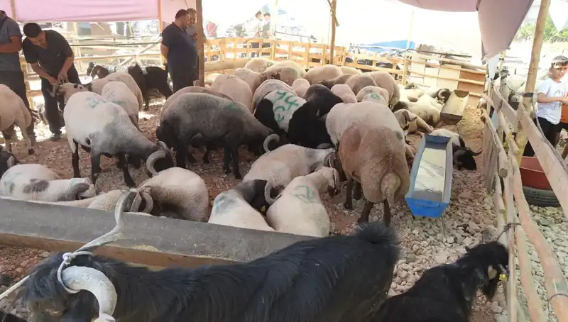 Kurban Bayramı’nda Hayvan Pazarlarında Hareketliliğin Artışı