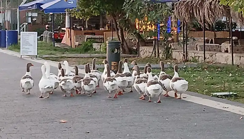 Denizde Yüzdükten Sonra Kümese Kapatılan Kazlar Neden Öldü?