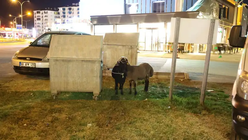 Yola Düşen Mor Karaman Irkı Koyunlar: Sahipsizliğin Drama Dönüşen Hikayesi