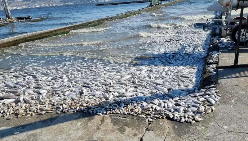 İzmir Körfezi'nde Yeni Dönem: Temizlik Projeleriyle Deniz Yenileniyor