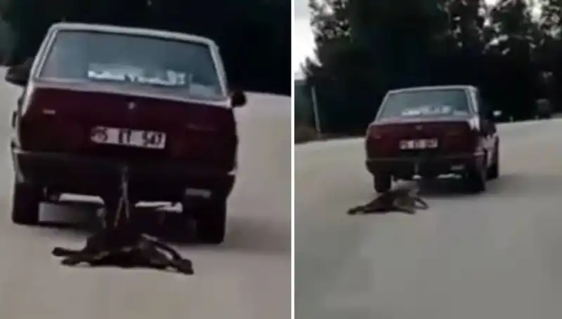 Otomobilin Arkasında Bağlı Köpek: Gözleri Dolduran O Anlar