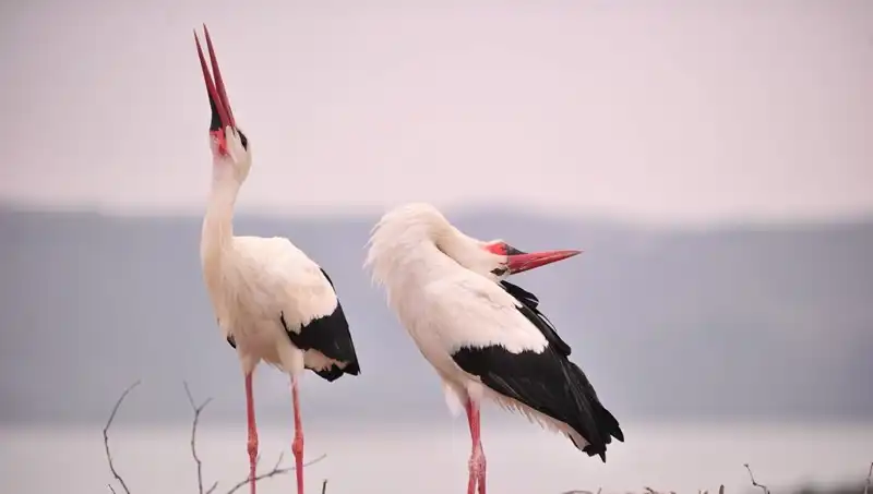 Türkiye'nin Her Yerinden Yaren'i Görmek İçin Yayılan Marteniçka Heyecanı