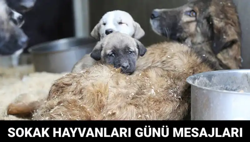 Dünya Sokak Hayvanları Günü: Tarihçesi ve Anlamı