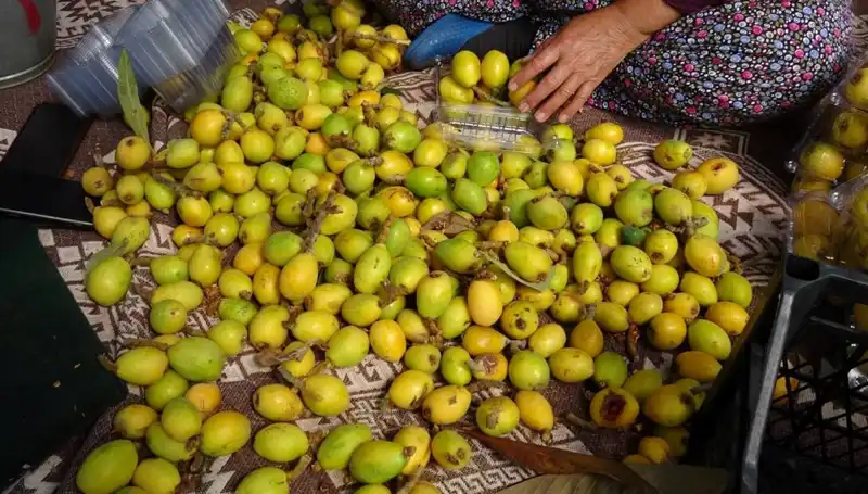 Muşmula Hasadı Coşkuyla Başladı: Ürün Kilosu 150 TL'ye Ulaştı