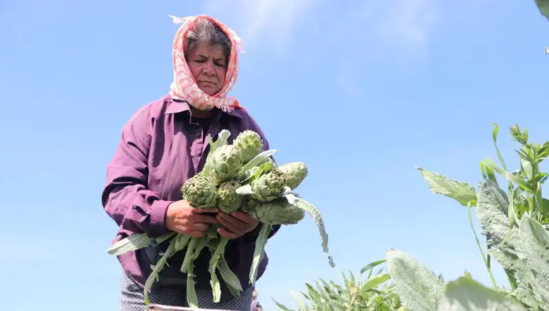 Tarladan Sofralara: Tezgahta 50 TL'ye Satılan Ürünlerin Maliyeti ve Etkileri