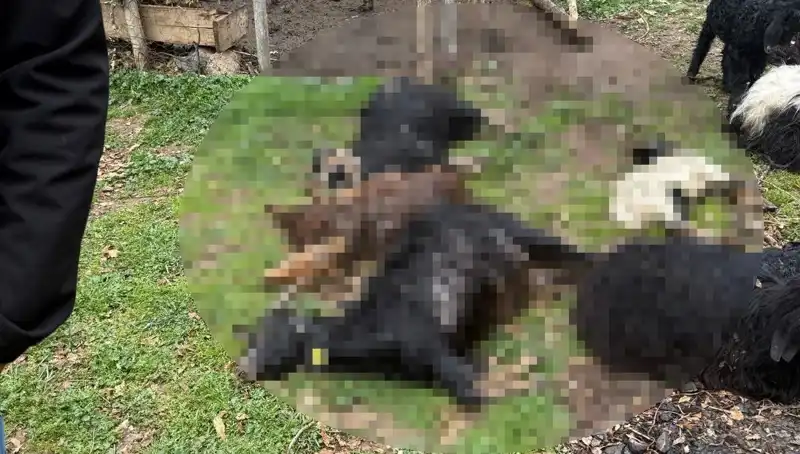 Sahipsiz Köpeklerin 18 Keçiye Faciayla Sonuçlanan Saldırısı
