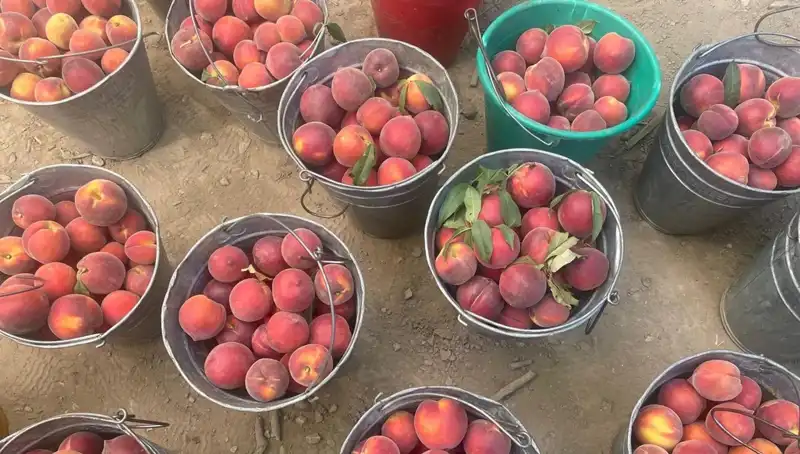 Çiftçiler Heyecanla Bekledi, Hasat Zamanı Gündeme Damgasını Vurdu!