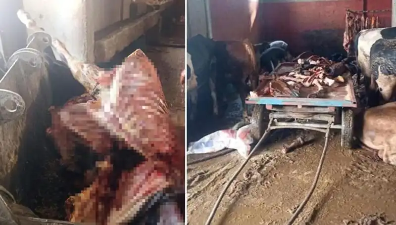 Adana'da At Eti Skandalı: 2,5 Ton Ele Geçirildi ve 4 At Kurtarıldı