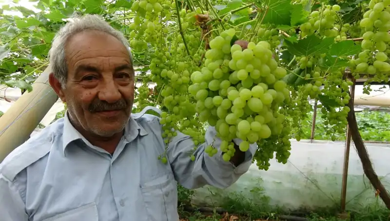 Zirai Don Alarm Verdi: Meyve Fiyatları 250 TL'ye Yükseldi!