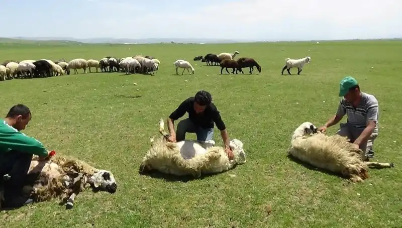 Dağların Zirvesindeki Koyun Kırkma Geleneği ve İnanılmaz Manzaralar