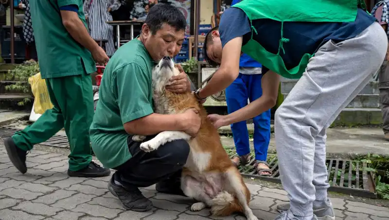 Filipinler'de Kuduz Vakaları Artıyor: 2024'te 426 Can Kaybı