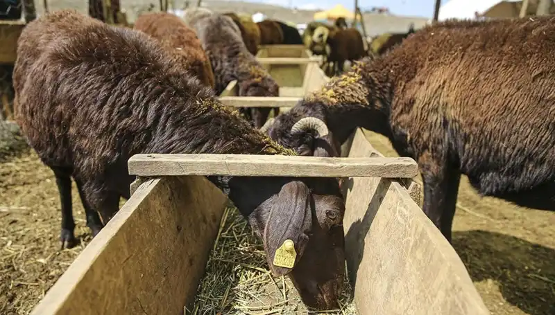 Şap Hastalığı Alarmı: Hayvan Pazarı Kapatıldı, İleriye Dönük Tedbirler Alınıyor