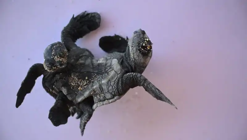 Görenler Hayrete Düşürüyor: İşte Siyam İkizi Caretta Carettalar