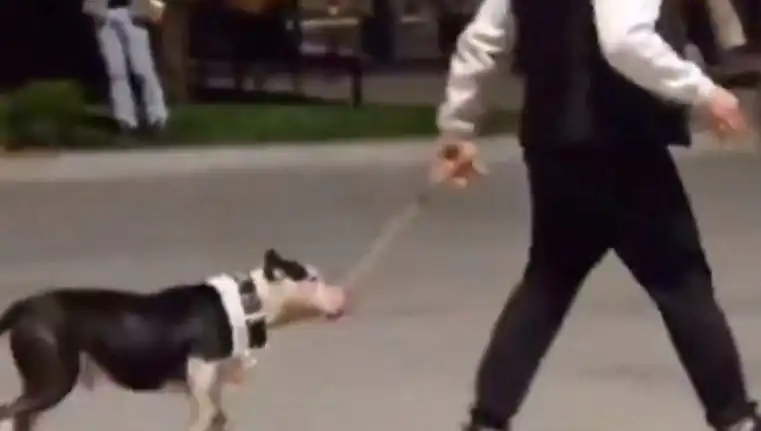 Ağızlıksız Pitbull, Diğer Köpeklere Saldırdı: Sahibine Ceza Verildi