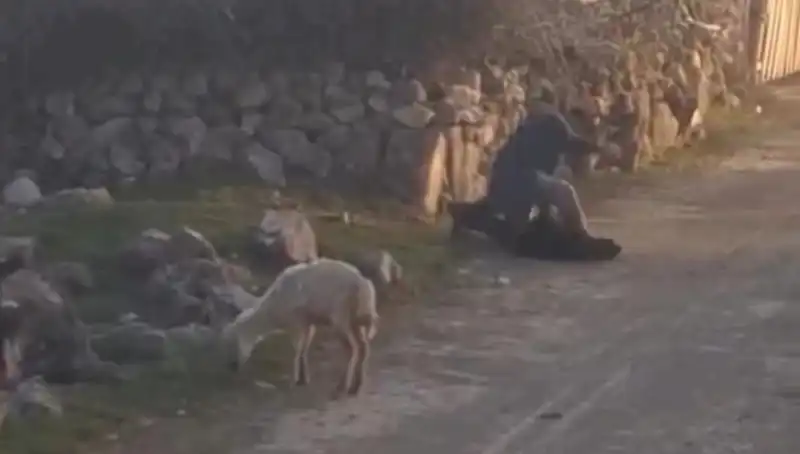 Koyuna Eziyet Eden Kişi, Gözaltına Alındı: Hayvan Hakları Savunucuları Tepkili
