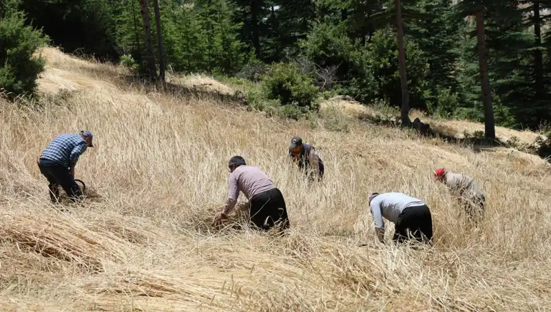 Teknolojinin Gerisinde Kalan Tarım Uygulamaları: Ellik ve Orakla Hasat Dönemi
