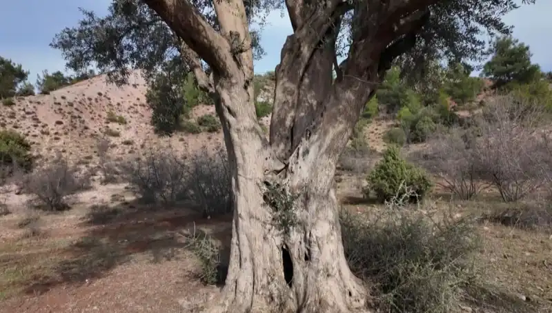 800 Yıllık Zeytin Ağacı, Kültürel Miras Olarak Korunmaya Devam Ediyor