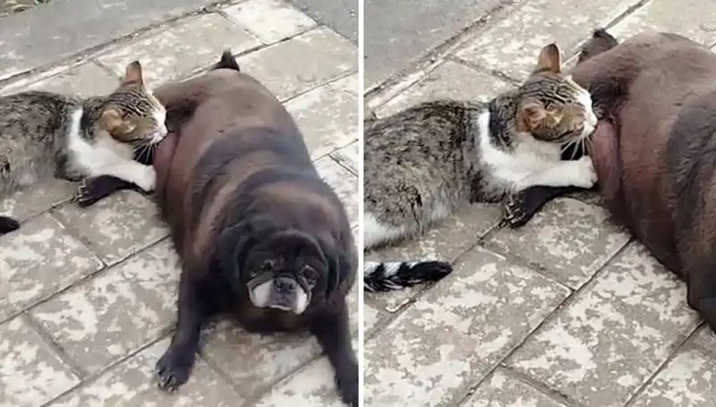 Erzurum'da Şaşırtan An: Köpek Sokakta Kediyi Emziriyor