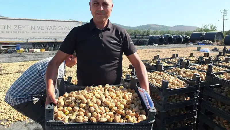 Balıkesir'de Taze Hasat Dönemi: Çin ve Rusya'ya İhracat Başladı!