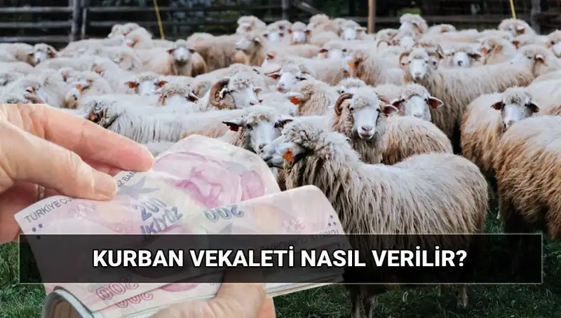 Vekaletle Kurban Kesimi: 2025 Yılı İçin Diyanet'in Belirlediği Bedel ve Detaylar