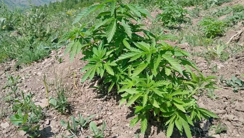 Bingöl'de Güvenlik Güçlerinden Büyük Operasyon: Kenevir ve Kaçak Tütün Ele Geçirildi