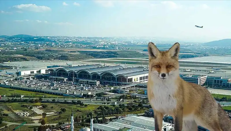 Sabiha Gökçen Havalimanı’nda Tilki Alarmı: Yolcular Ne Yapmalı?