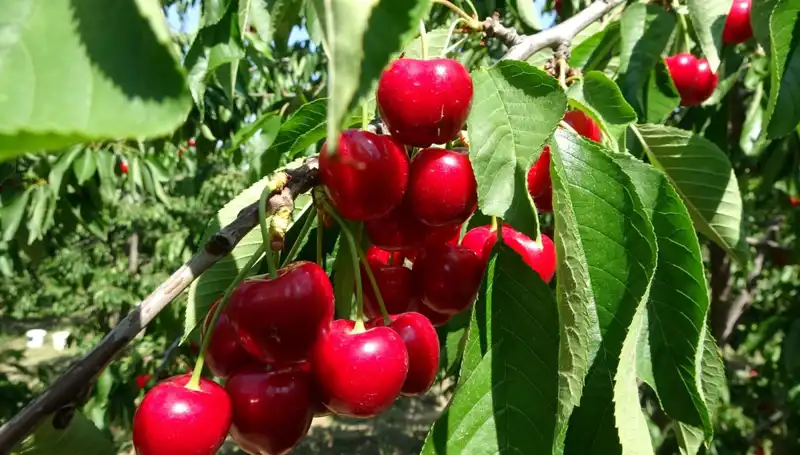 Çay Bardağını Aşan Rekolte: Yeni Hasat Dönemi Başladı!